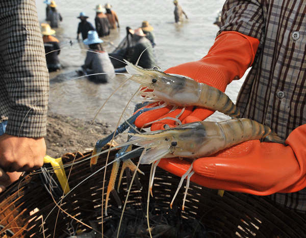 http://www.bls.gov/opub/btn/volume-3/images/shrimp-disease-in-asia-resulting-in-high-u-s-import-prices_coverphoto.gif