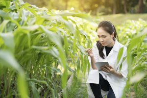 Female scientist in a field examining crops.