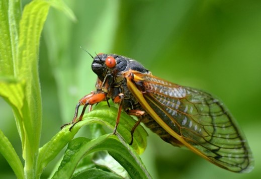 A cicada