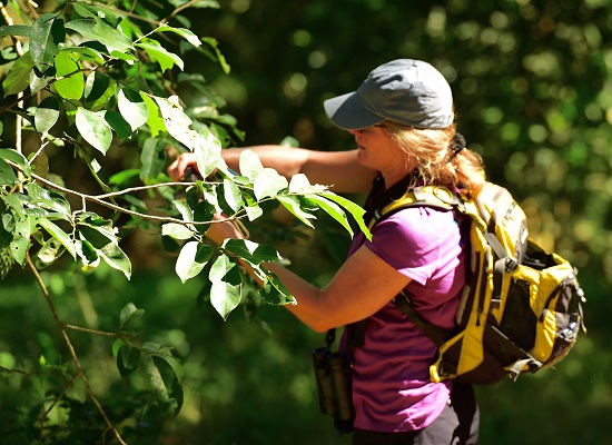 Biologist studying plants