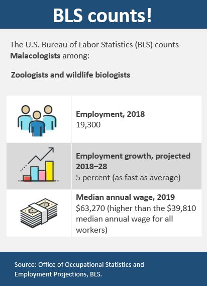 Malacologist graphic