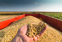 Picture of someone holding some soybeans in front of a field of soybeans