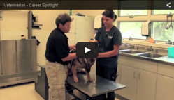 Video on Veterinarian