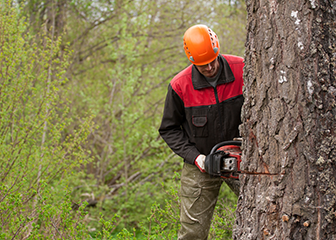 forest and conservation workers image