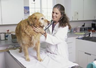 Image result for veterinarians at work