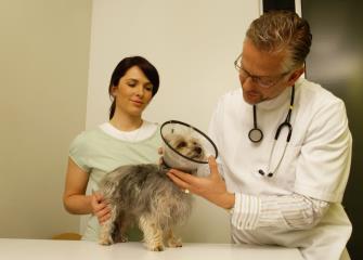 do veterinary assistants make good money