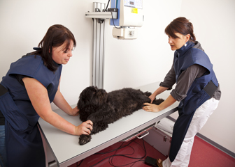 Veterinary Assistants and Laboratory Animal Caretakers : Occupational  Outlook Handbook: : . Bureau of Labor Statistics
