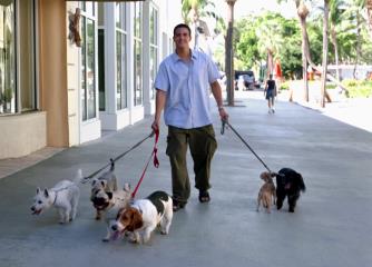 man walking a group of dogs