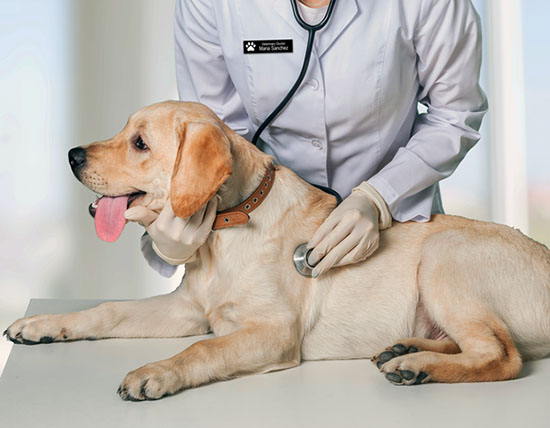 Ahead of the pack: why are veterinary occupations growing much faster than  average? : Beyond the Numbers : U.S. Bureau of Labor Statistics