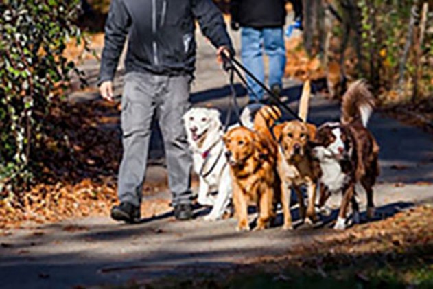 Man walking dogs.
