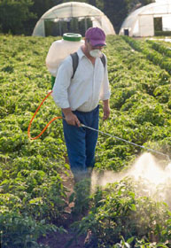 Worker spraying chemicals on crops