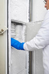 Worker opening specimen freezer