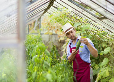 Worker inspecting plants in greenhouse