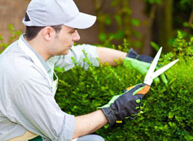 Man trimming shrubs outdoors