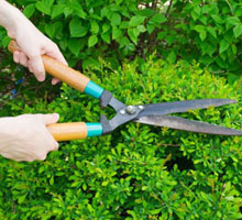 Person pruning bushes